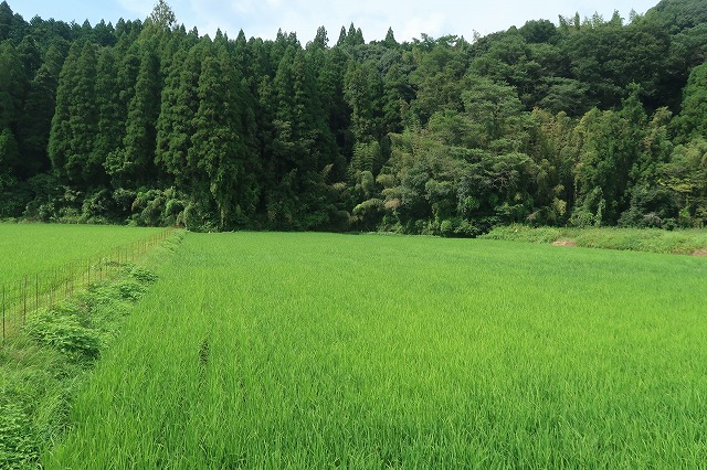 1.6町の山林・農地