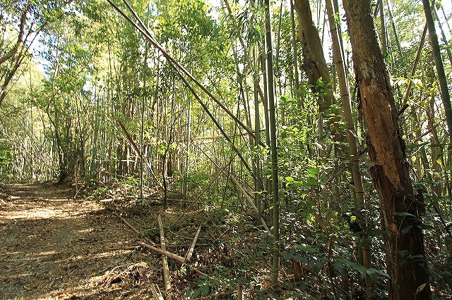 けやき台団地の近くの山林