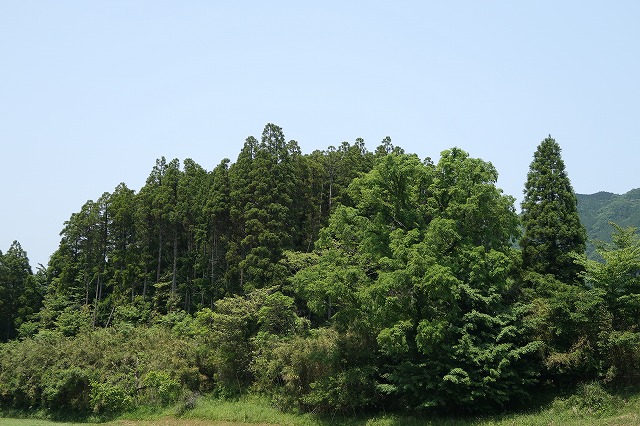 約7反程ある山林B