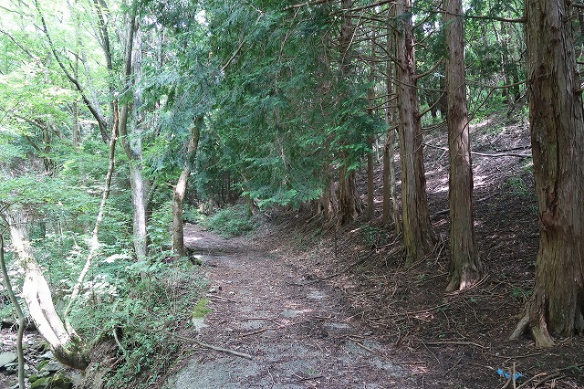 男池湧水群近くの３町５反ある山林