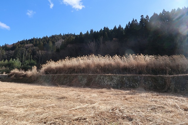 7.5反ある湯布院町川南の山林等