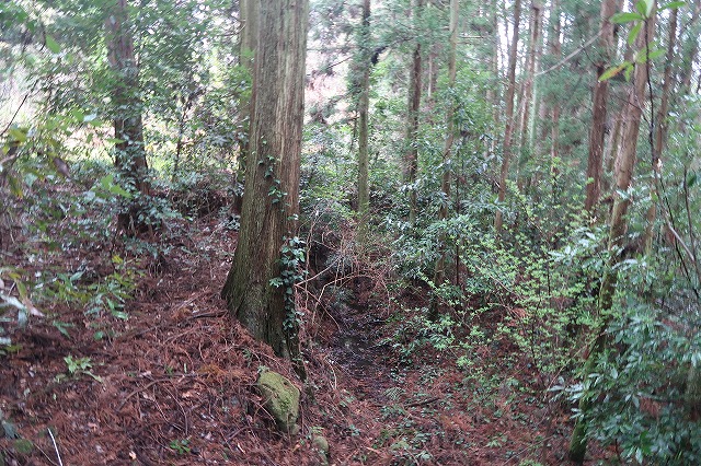 約1.5反の山林
